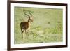 Kenya, Lake Nakuru National Park, Male Impala (Aepyceros Melampus)-Anthony Asael-Framed Photographic Print