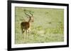 Kenya, Lake Nakuru National Park, Male Impala (Aepyceros Melampus)-Anthony Asael-Framed Photographic Print