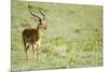 Kenya, Lake Nakuru National Park, Male Impala (Aepyceros Melampus)-Anthony Asael-Mounted Photographic Print