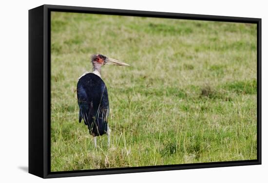 Kenya, Lake Nakuru National Park, Marabou Stork-Anthony Asael-Framed Stretched Canvas