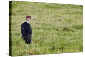 Kenya, Lake Nakuru National Park, Marabou Stork-Anthony Asael-Stretched Canvas