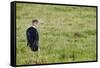 Kenya, Lake Nakuru National Park, Marabou Stork-Anthony Asael-Framed Stretched Canvas