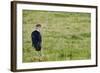 Kenya, Lake Nakuru National Park, Marabou Stork-Anthony Asael-Framed Photographic Print