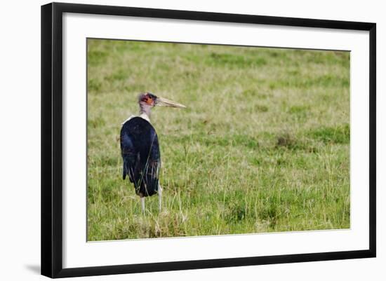 Kenya, Lake Nakuru National Park, Marabou Stork-Anthony Asael-Framed Photographic Print