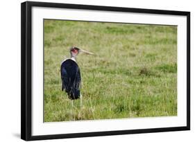 Kenya, Lake Nakuru National Park, Marabou Stork-Anthony Asael-Framed Photographic Print