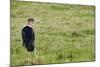 Kenya, Lake Nakuru National Park, Marabou Stork-Anthony Asael-Mounted Photographic Print