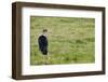 Kenya, Lake Nakuru National Park, Marabou Stork-Anthony Asael-Framed Photographic Print