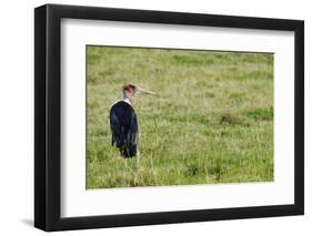 Kenya, Lake Nakuru National Park, Marabou Stork-Anthony Asael-Framed Photographic Print