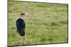 Kenya, Lake Nakuru National Park, Marabou Stork-Anthony Asael-Mounted Photographic Print