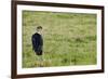 Kenya, Lake Nakuru National Park, Marabou Stork-Anthony Asael-Framed Photographic Print