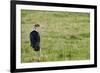 Kenya, Lake Nakuru National Park, Marabou Stork-Anthony Asael-Framed Photographic Print