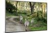 Kenya, Lake Nakuru National Park, Rear View on 3 Zebras at Sunset-Anthony Asael-Mounted Photographic Print