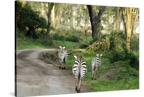 Kenya, Lake Nakuru National Park, Rear View on 3 Zebras at Sunset-Anthony Asael-Stretched Canvas