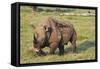 Kenya, Lake Nakuru National Park, White Rhinoceros or Square-Lipped Rhinoceros (Ceratotherium Simum-Anthony Asael-Framed Stretched Canvas