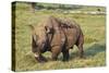 Kenya, Lake Nakuru National Park, White Rhinoceros or Square-Lipped Rhinoceros (Ceratotherium Simum-Anthony Asael-Stretched Canvas