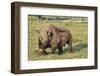 Kenya, Lake Nakuru National Park, White Rhinoceros or Square-Lipped Rhinoceros (Ceratotherium Simum-Anthony Asael-Framed Photographic Print