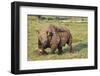Kenya, Lake Nakuru National Park, White Rhinoceros or Square-Lipped Rhinoceros (Ceratotherium Simum-Anthony Asael-Framed Photographic Print