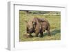 Kenya, Lake Nakuru National Park, White Rhinoceros or Square-Lipped Rhinoceros (Ceratotherium Simum-Anthony Asael-Framed Photographic Print