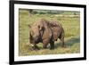 Kenya, Lake Nakuru National Park, White Rhinoceros or Square-Lipped Rhinoceros (Ceratotherium Simum-Anthony Asael-Framed Photographic Print