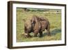 Kenya, Lake Nakuru National Park, White Rhinoceros or Square-Lipped Rhinoceros (Ceratotherium Simum-Anthony Asael-Framed Photographic Print