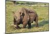 Kenya, Lake Nakuru National Park, White Rhinoceros or Square-Lipped Rhinoceros (Ceratotherium Simum-Anthony Asael-Mounted Photographic Print