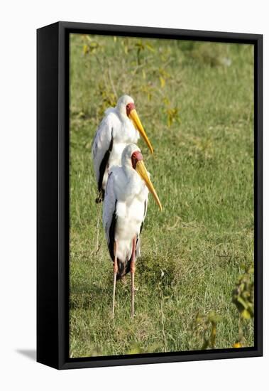 Kenya, Lake Nakuru National Park, Yellow-Billed Stork, Mycteria Ibis-Anthony Asael-Framed Stretched Canvas