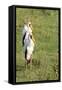 Kenya, Lake Nakuru National Park, Yellow-Billed Stork, Mycteria Ibis-Anthony Asael-Framed Stretched Canvas