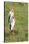 Kenya, Lake Nakuru National Park, Yellow-Billed Stork, Mycteria Ibis-Anthony Asael-Stretched Canvas