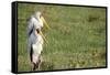 Kenya, Lake Nakuru National Park, Yellow-Billed Stork, Mycteria Ibis-Anthony Asael-Framed Stretched Canvas