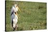 Kenya, Lake Nakuru National Park, Yellow-Billed Stork, Mycteria Ibis-Anthony Asael-Stretched Canvas