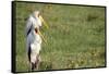 Kenya, Lake Nakuru National Park, Yellow-Billed Stork, Mycteria Ibis-Anthony Asael-Framed Stretched Canvas