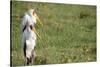 Kenya, Lake Nakuru National Park, Yellow-Billed Stork, Mycteria Ibis-Anthony Asael-Stretched Canvas