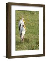 Kenya, Lake Nakuru National Park, Yellow-Billed Stork, Mycteria Ibis-Anthony Asael-Framed Photographic Print
