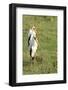 Kenya, Lake Nakuru National Park, Yellow-Billed Stork, Mycteria Ibis-Anthony Asael-Framed Photographic Print