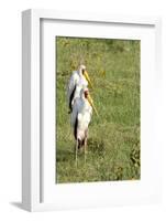 Kenya, Lake Nakuru National Park, Yellow-Billed Stork, Mycteria Ibis-Anthony Asael-Framed Photographic Print