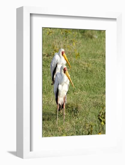 Kenya, Lake Nakuru National Park, Yellow-Billed Stork, Mycteria Ibis-Anthony Asael-Framed Photographic Print