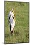 Kenya, Lake Nakuru National Park, Yellow-Billed Stork, Mycteria Ibis-Anthony Asael-Mounted Photographic Print