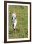 Kenya, Lake Nakuru National Park, Yellow-Billed Stork, Mycteria Ibis-Anthony Asael-Framed Photographic Print