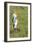 Kenya, Lake Nakuru National Park, Yellow-Billed Stork, Mycteria Ibis-Anthony Asael-Framed Photographic Print