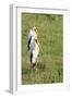 Kenya, Lake Nakuru National Park, Yellow-Billed Stork, Mycteria Ibis-Anthony Asael-Framed Photographic Print