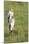 Kenya, Lake Nakuru National Park, Yellow-Billed Stork, Mycteria Ibis-Anthony Asael-Mounted Photographic Print