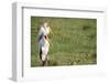 Kenya, Lake Nakuru National Park, Yellow-Billed Stork, Mycteria Ibis-Anthony Asael-Framed Photographic Print