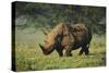 Kenya, Lake Nakuru NP, White Rhinoceros or Square-Lipped Rhinoceros-Anthony Asael-Stretched Canvas