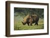 Kenya, Lake Nakuru NP, White Rhinoceros or Square-Lipped Rhinoceros-Anthony Asael-Framed Premium Photographic Print