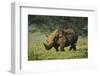 Kenya, Lake Nakuru NP, White Rhinoceros or Square-Lipped Rhinoceros-Anthony Asael-Framed Premium Photographic Print