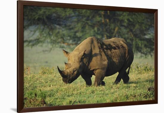 Kenya, Lake Nakuru NP, White Rhinoceros or Square-Lipped Rhinoceros-Anthony Asael-Framed Premium Photographic Print