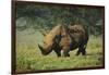 Kenya, Lake Nakuru NP, White Rhinoceros or Square-Lipped Rhinoceros-Anthony Asael-Framed Premium Photographic Print