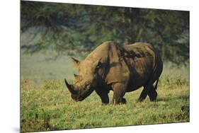 Kenya, Lake Nakuru NP, White Rhinoceros or Square-Lipped Rhinoceros-Anthony Asael-Mounted Premium Photographic Print