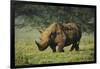 Kenya, Lake Nakuru NP, White Rhinoceros or Square-Lipped Rhinoceros-Anthony Asael-Framed Photographic Print