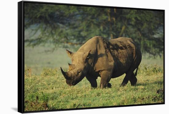 Kenya, Lake Nakuru NP, White Rhinoceros or Square-Lipped Rhinoceros-Anthony Asael-Framed Stretched Canvas